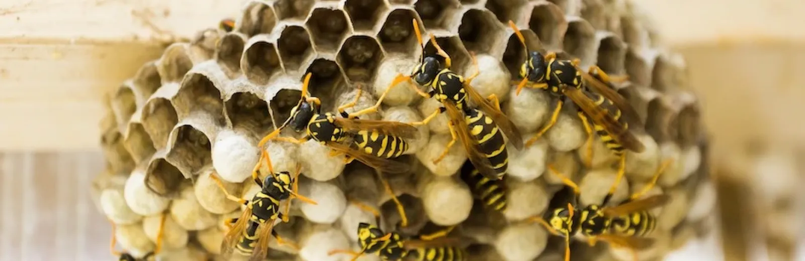 wasps on a hive