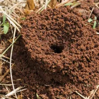 small fire ant mound on a grassy surface