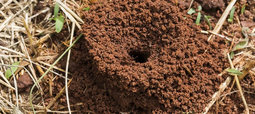 small fire ant mound on a grassy surface